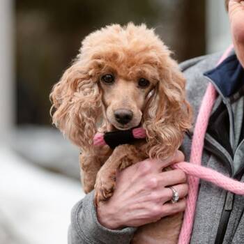 Poodle Dogs Available for Adoption - Red Spice | PetCurious