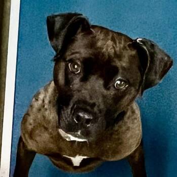 SQUONK -  Pit Bull Terrier and Mixed Breed Dog for Adoption in St. Louis, Missouri - SQUONK | PetCurious