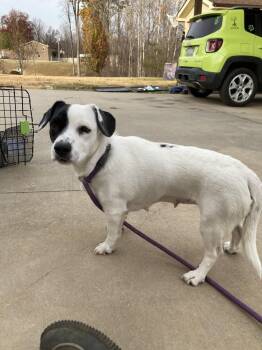 Hound and Terrier Dogs Available for Adoption - Lainey | PetCurious