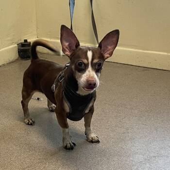 Orville -  Chihuahua Dog for Adoption in Pasadena, California - Orville | PetCurious