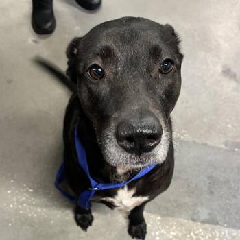 Black Labrador Retriever Dogs Available for Adoption - Sasha 2 | PetCurious