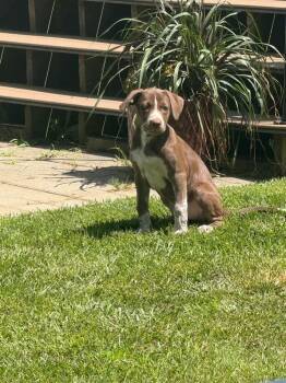 Peaches -  Mixed Breed Dog for Adoption - Peaches | PetCurious