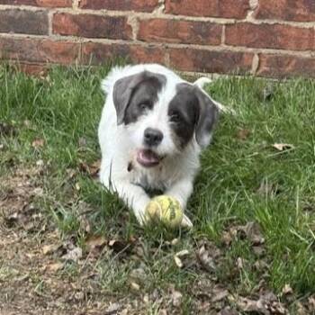 Terrier Dogs Available for Adoption - Julie | PetCurious