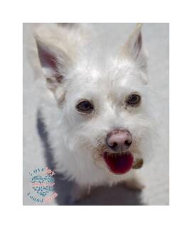 Rescue Terrier Dogs for Adoption in Inglewood, California - Tater | PetCurious