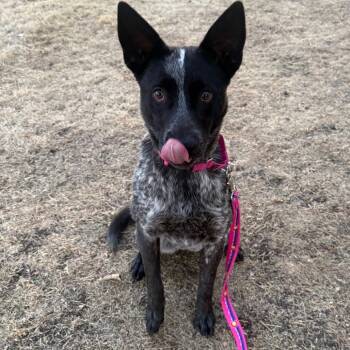 Australian Cattle Dog Blue Heeler and Mixed Breed Dogs Available for Adoption - 182 (2026) Ozma | PetCurious