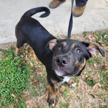 Mixed Breed Dogs Available for Adoption in Englewood, Florida - Slate | PetCurious