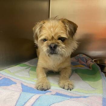 Terrier and Pug Dogs Available for Adoption in Westminster, California - Hachi | PetCurious