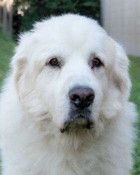 Rescue Great Pyrenees Dogs for Adoption in Nashville, Tennessee - Gunther | PetCurious