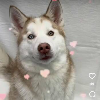 Husky Dogs Available for Adoption in Hampton Bays, New York - Arlo | PetCurious