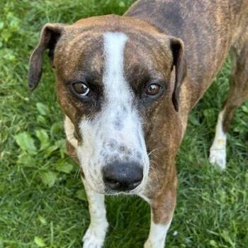 Boxer and English Coonhound Dogs Available for Adoption in Indianapolis, Indiana - Bitsy | PetCurious