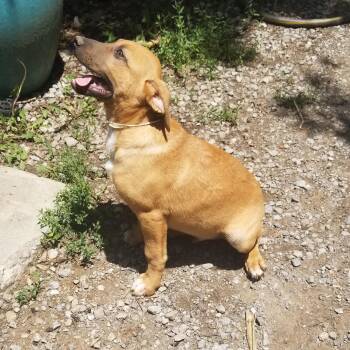 Cookie Dough -  Dachshund and Hound Dog for Adoption in Albany, New York - Cookie Dough | PetCurious