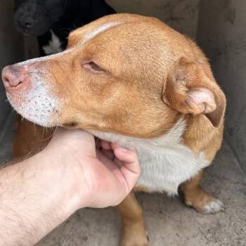 Cardigan Welsh Corgi and Mixed Breed Dogs Available for Adoption - Martin | PetCurious