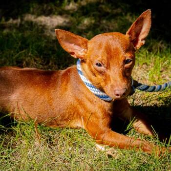Titan -  Chihuahua Dog for Adoption in Houston, Texas - Titan | PetCurious