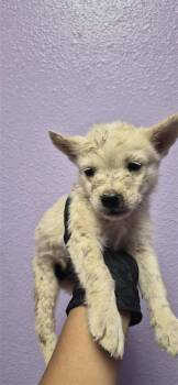 61524204 -  Siberian Husky and Mixed Breed Dog for Adoption in El Paso, Texas - 61524204 | PetCurious