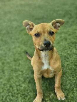 Chalupa -  Mixed Breed Dog for Adoption in Savannah, Georgia - Chalupa | PetCurious