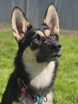 German Shepherd Dog Dogs Available for Adoption in Monroe, North Carolina - Freya | PetCurious