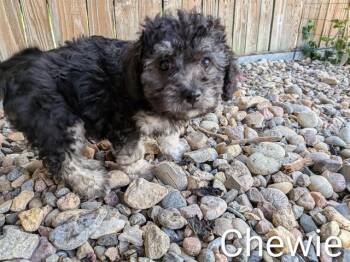 CHEWIE -  Shih Tzu and Mixed Breed Dog for Adoption in Colorado Springs, Colorado - CHEWIE | PetCurious