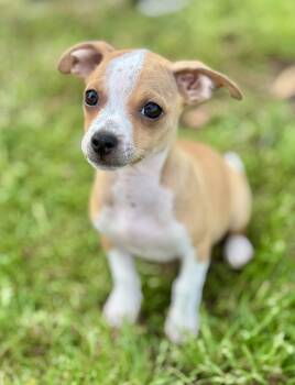 Chihuahua and Jack Russell Terrier Dogs Available for Adoption - Jarvis | PetCurious