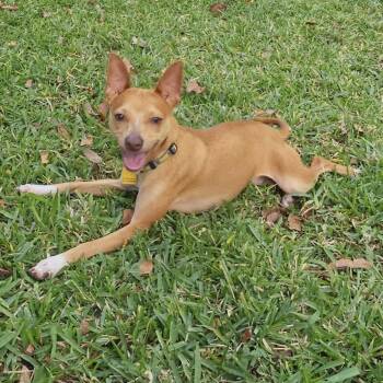 Minnow -  Chihuahua and Terrier Dog for Adoption in Homestead, Florida - Minnow | PetCurious