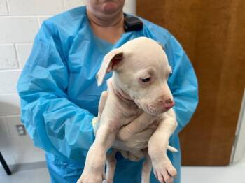 LOVELY -  Pit Bull Terrier and Mixed Breed Dog for Adoption in Ocala, Florida - LOVELY | PetCurious