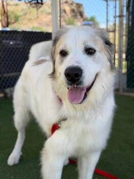 Great Pyrenees and Saint Bernard Dogs Available for Adoption in Fruit Heights, Utah - Roxy | PetCurious