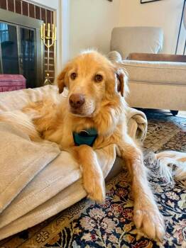 Phil -  Golden Retriever Dog for Adoption in Bellingham, Washington - Phil | PetCurious