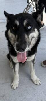 Siberian Husky Dogs Available for Adoption in Doral, Florida - SONIC | PetCurious