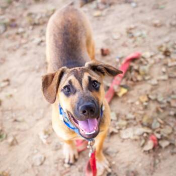 Draco -  Shepherd and Mixed Breed Dog for Adoption in Hattiesburg, Mississippi - Draco | PetCurious