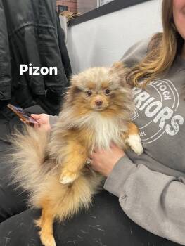 Pomeranian Dogs Available for Adoption - Pizon | PetCurious
