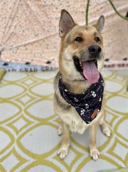 POPPY -  German Shepherd Dog Dog for Adoption in Charlotte, North Carolina - POPPY | PetCurious
