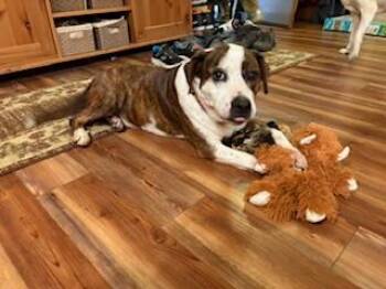 Hound Dogs Available for Adoption - Penny | PetCurious