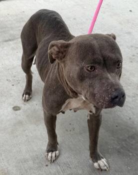 Tesla -  American Staffordshire Terrier Dog for Adoption in Rockport, Texas - Tesla | PetCurious