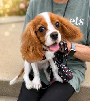 Anakin -  Cavalier King Charles Spaniel Dog for Adoption in Long Beach, New York - Anakin | PetCurious