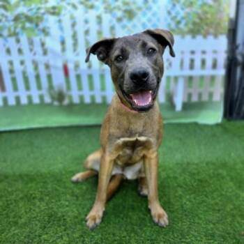 German Shepherd Dog and Mixed Breed Dogs Available for Adoption - ATHENA | PetCurious