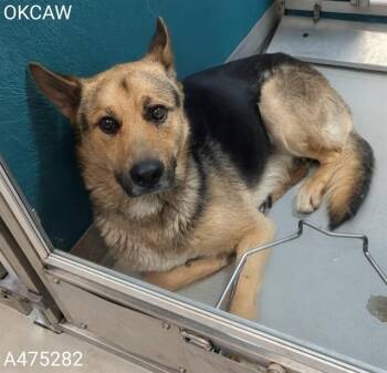 OHTANI -  German Shepherd Dog Dog for Adoption in Oklahoma City, Oklahoma - OHTANI | PetCurious