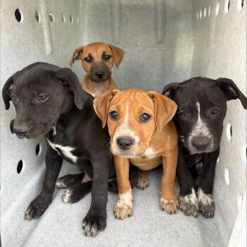 Carl -  Mixed Breed Dog for Adoption in Spokane, Washington - Carl | PetCurious
