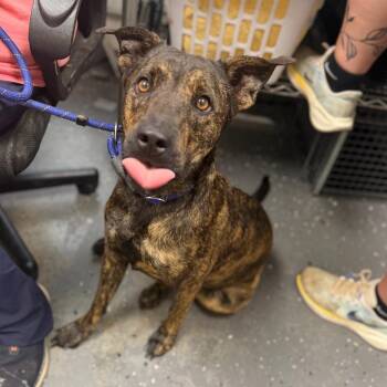 Priscilla -  Mixed Breed Dog for Adoption in Columbiana, Alabama - Priscilla | PetCurious