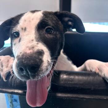 Frank -  Hound and English Bulldog Dog for Adoption in Tampa, Florida - Frank | PetCurious