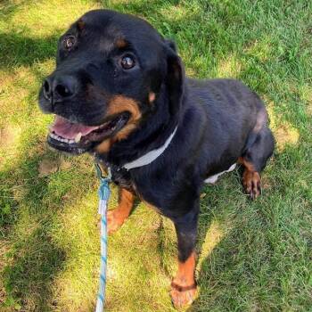 Jayna -  Rottweiler and Mixed Breed Dog for Adoption in Dekalb, Illinois - Jayna | PetCurious