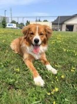Ollie -  Mixed Breed Dog for Adoption in Whitby, Ontario - Ollie | PetCurious