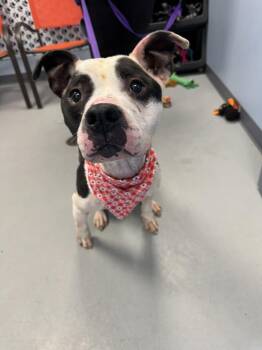 Rescue Terrier Dogs for Adoption in Zanesville, Ohio - Oreo Puddin | PetCurious