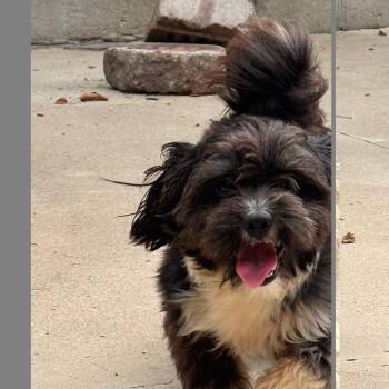 Shilo -  Bichon Frise and Mixed Breed Dog for Adoption in South Haven, Michigan - Shilo | PetCurious