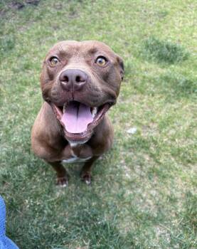 Danny -  Pit Bull Terrier Dog for Adoption in Bourbonnais, Illinois - Danny | PetCurious