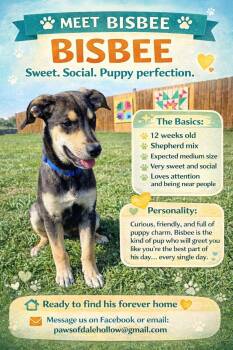 Shepherd Dogs Available for Adoption in Byrdstown, Tennessee - Bisbee | PetCurious