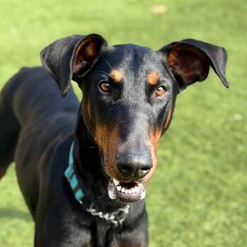 ATHENA -  Doberman Pinscher Dog for Adoption in San Francisco, California - ATHENA | PetCurious