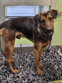 Shepherd and Mixed Breed Dogs Available for Adoption - Houdini | PetCurious