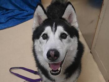 Siberian Husky Dogs Available for Adoption - Ma