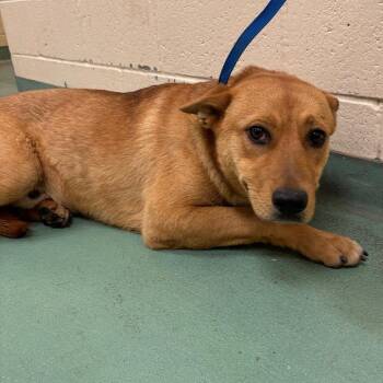 Mixed Breed Dogs Available for Adoption in Memphis, Tennessee - Riley | PetCurious