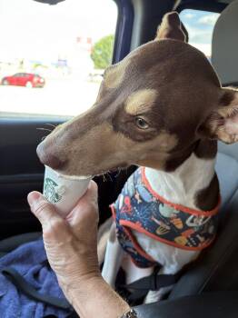 Rescue Hound and Doberman Pinscher Dogs for Adoption in Choctaw, Oklahoma - Carlie | PetCurious