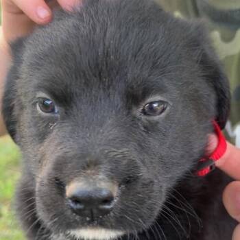 Nash -  Great Pyrenees and German Shepherd Dog Dog for Adoption in Fairfax Station, Virginia - Nash | PetCurious